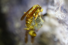 Polistes olivaceus