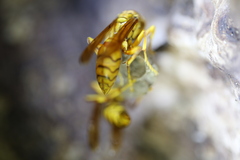 Polistes olivaceus