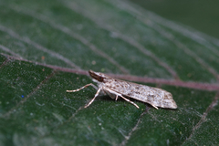 Eudonia strigalis