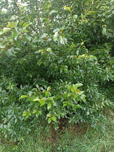 Yunnan Poplar (Populus yunnanensis)