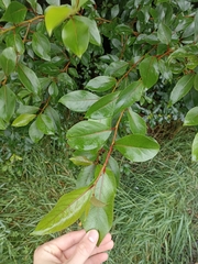 Populus yunnanensis