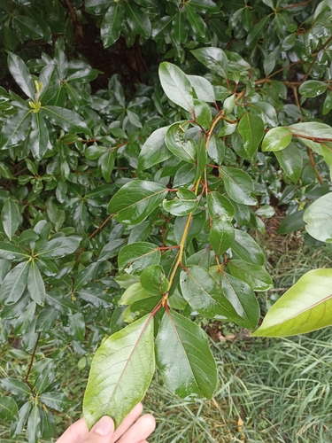 Populus yunnanensis, photograph 3