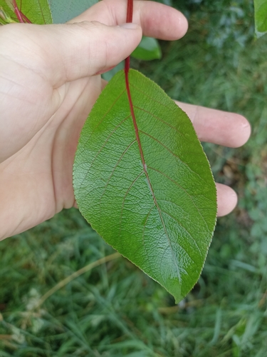 Populus yunnanensis, photograph 4