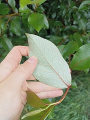 Populus yunnanensis