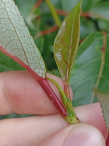 Image of Populus yunnanensis by (c) Oscar Dove, some rights reserved (CC BY)