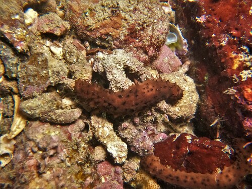 Holothuria difficilis