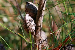 Hakea actites