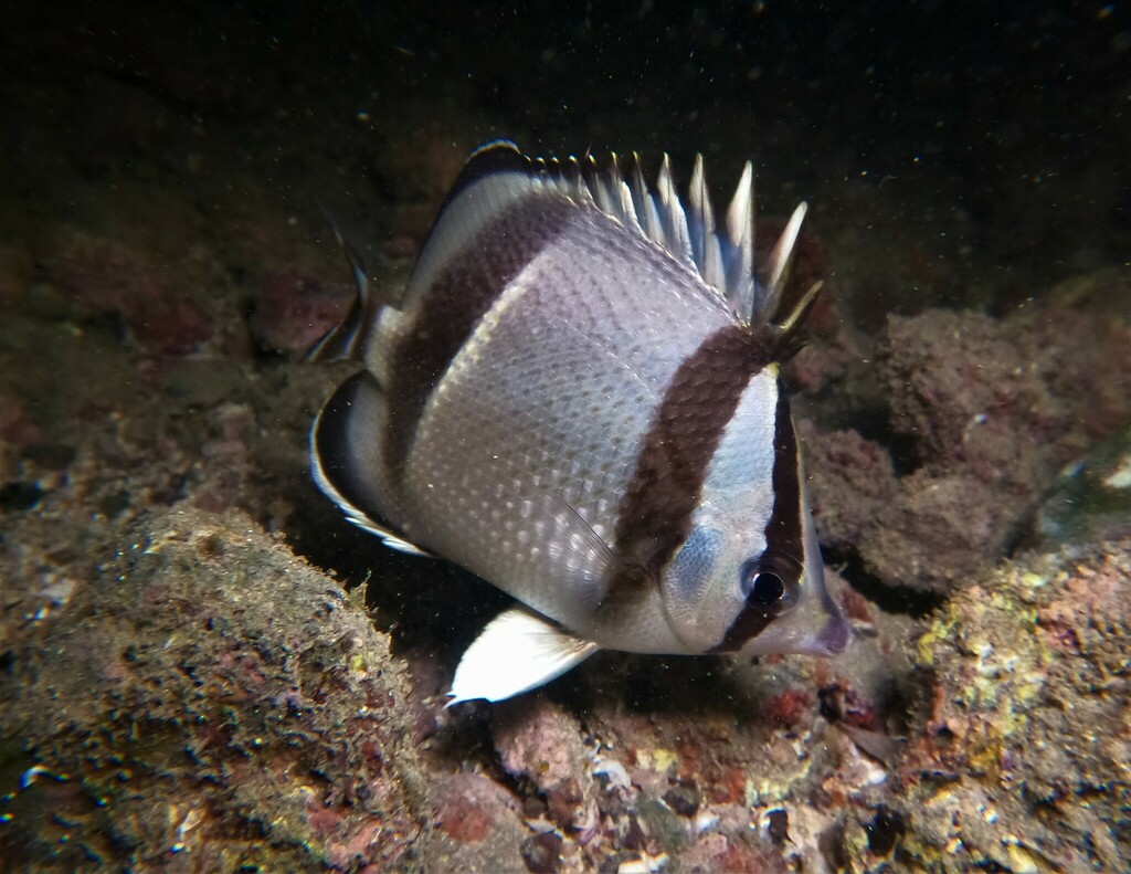 Three-banded Butterflyfish