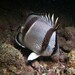 Threebanded Butterflyfish - Photo (c) Alberto Alcalá, some rights reserved (CC BY), uploaded by Alberto Alcalá