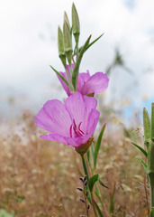 Clarkia