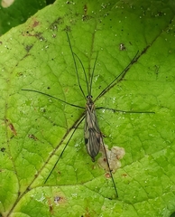 Cramptonomyia spenceri