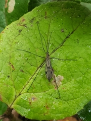Cramptonomyia spenceri