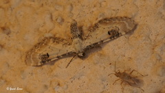 Eupithecia centaureata