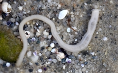 Leptosynapta