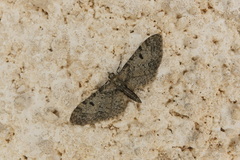 Eupithecia actaeata