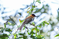 Hemixos castanonotus