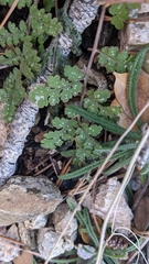 Hydrophylloideae
