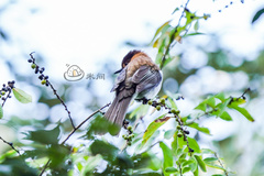 Hemixos castanonotus