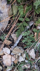 Hydrophylloideae