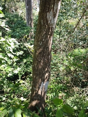 Cedrela salvadorensis