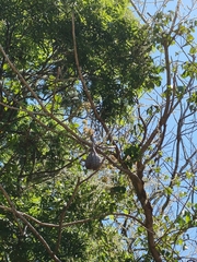 Cedrela salvadorensis