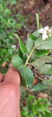 Arctostaphylos tomentosa