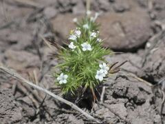 Navarretia intertexta