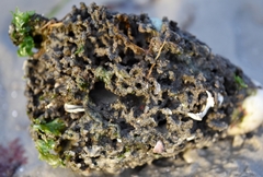 Clathria prolifera