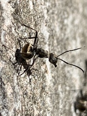 Polyrhachis dives