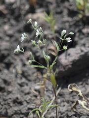 Hesperolinon micranthum