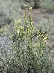 Astragalus filipes