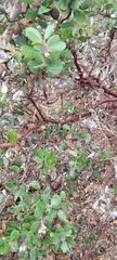 Arctostaphylos tomentosa