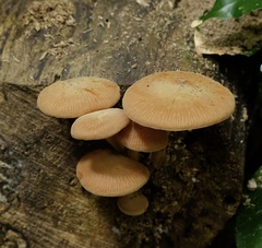Heimiomyces