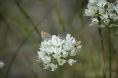 Satyrium behrii