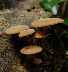 Heimiomyces