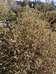 Fremontodendron californicum