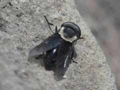 Tabanus punctifer