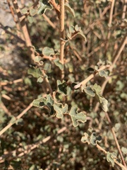 Fremontodendron californicum