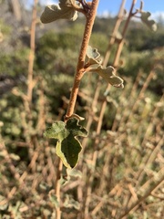 Fremontodendron californicum