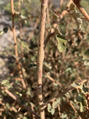 Fremontodendron californicum