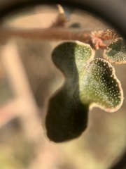 Fremontodendron californicum