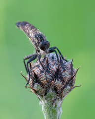 Didysmachus picipes