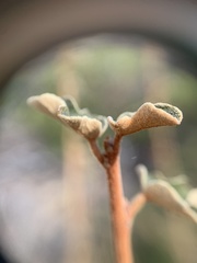 Fremontodendron californicum