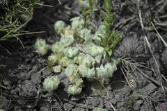 Psilocarphus brevissimus