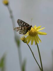 Euphydryas chalcedona