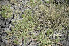 Navarretia intertexta