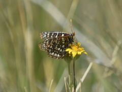 Euphydryas