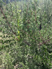Adenostoma fasciculatum