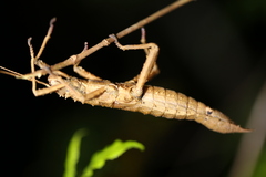 Canachus alligator
