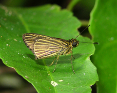 Callimormus radiola radiola